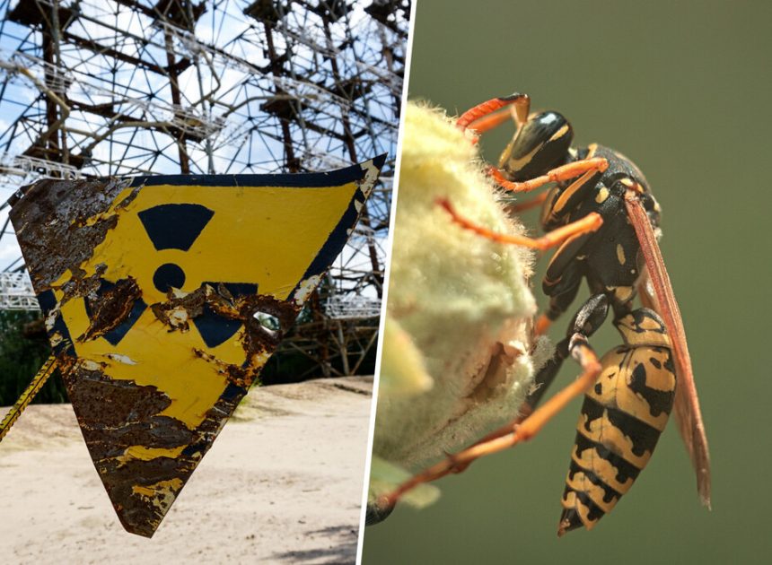 Cuando EEUU se puso a investigar un tanque de desechos nucleares se encontró con una pesadilla aún peor: avispas radioactivas