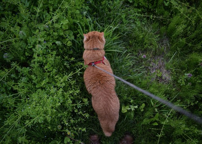 Pasear gatos con correa está de moda. Hemos preguntado a una experta en comportamiento felino y tiene claro lo que opina